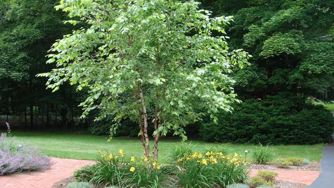 Зимний сад без скидок на сезон: 12 растений, которые работают в минус