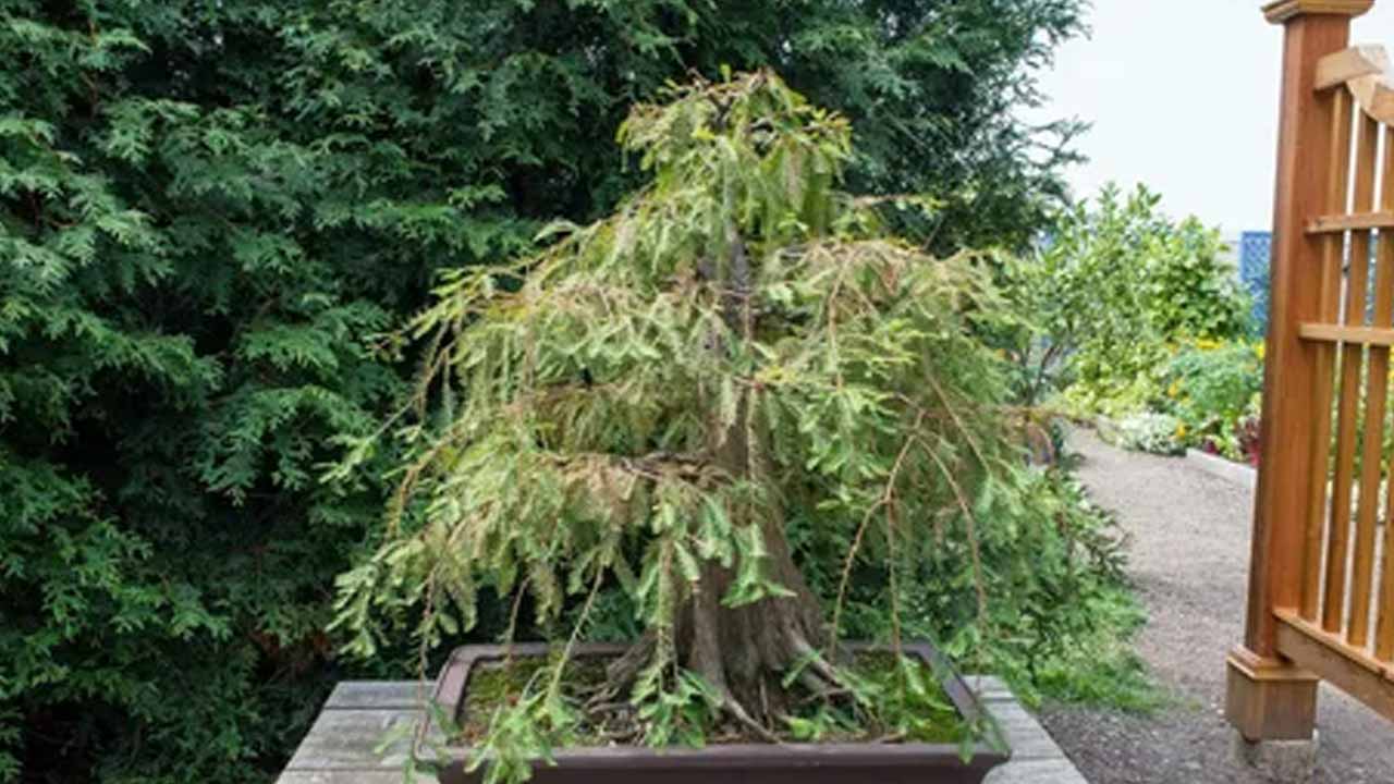 Сажаем сад на мокром участке: выбираем растения-амфибии, которым не страшна вода