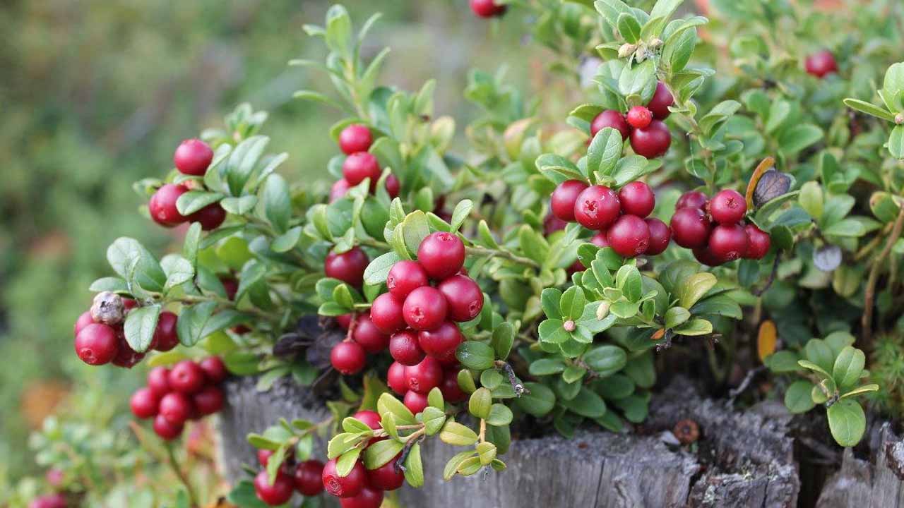 Брусника в саду: от посадки до урожая. Полное руководство по выращиванию лесной ягоды