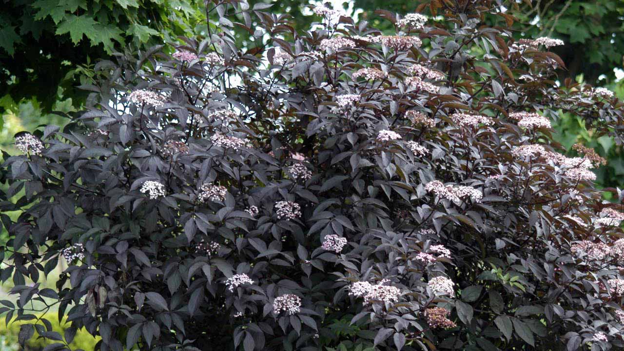 Сад без перерыва на тишину: гид по декоративным кустарникам для занятых дачников