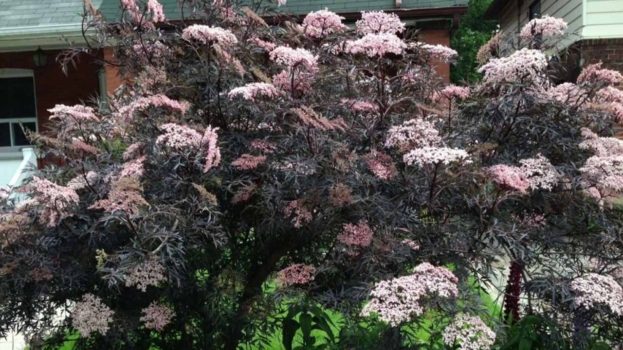 Быстрый старт: 10 быстрорастущих кустарников, которые превратят пустой участок в сад за один сезон