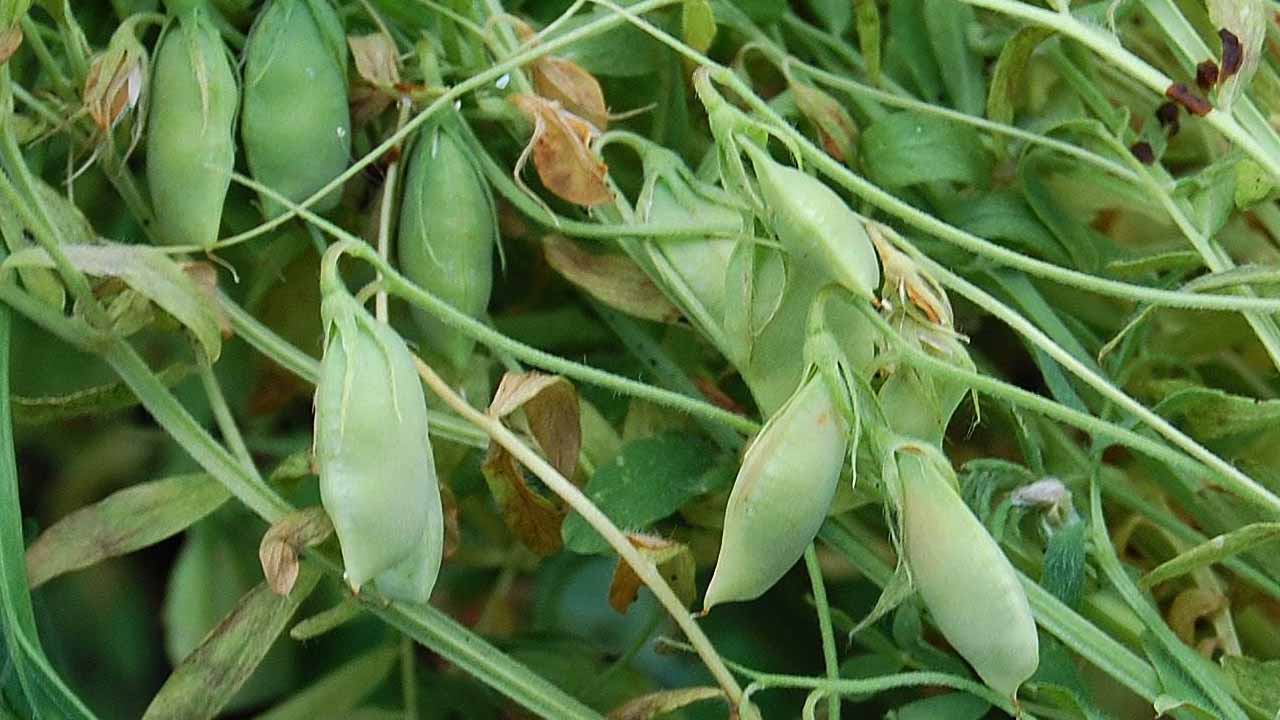 Что попробовать на грядках в новом сезоне: от суперфудов до урожая на подоконнике