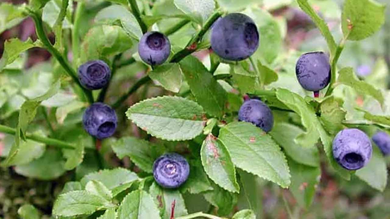 Лесная гостья на вашем участке: полный гайд по выращиванию черники