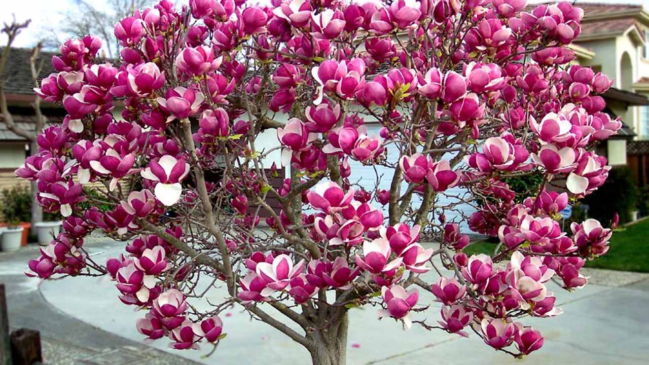 Какие декоративные деревья посадить в саду: тринадцать вариантов для средней полосы