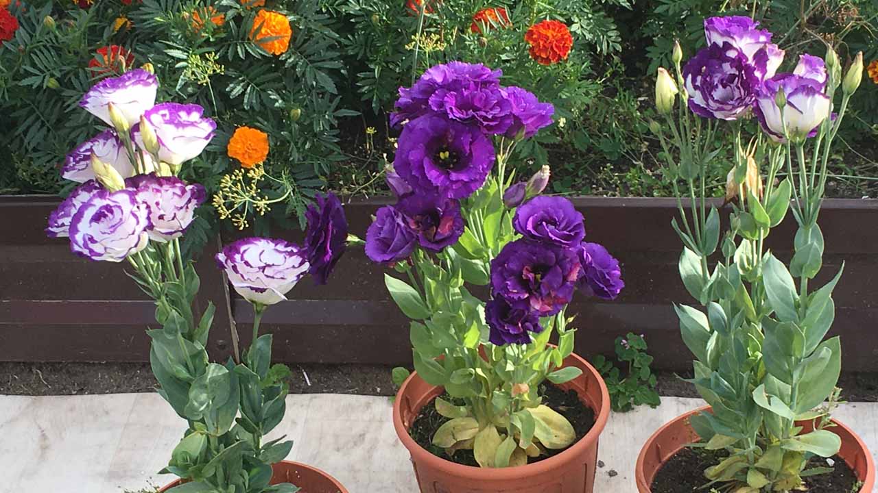 Садовые цветы: от новичка до коллекционера — секреты посадки и ухода за эустомой