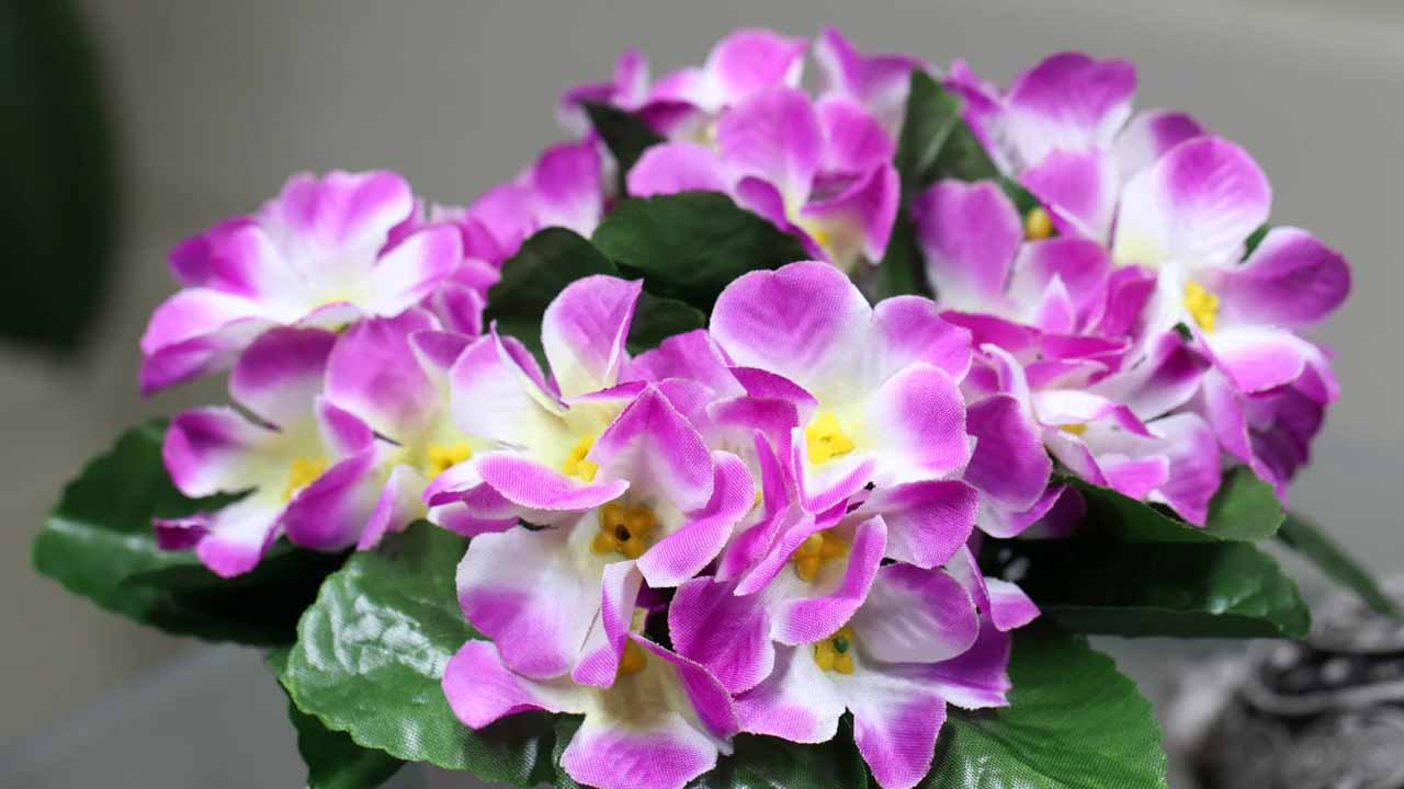 Узамбарская фиалка: секреты ухода за капризной сенполией для пышного цветения