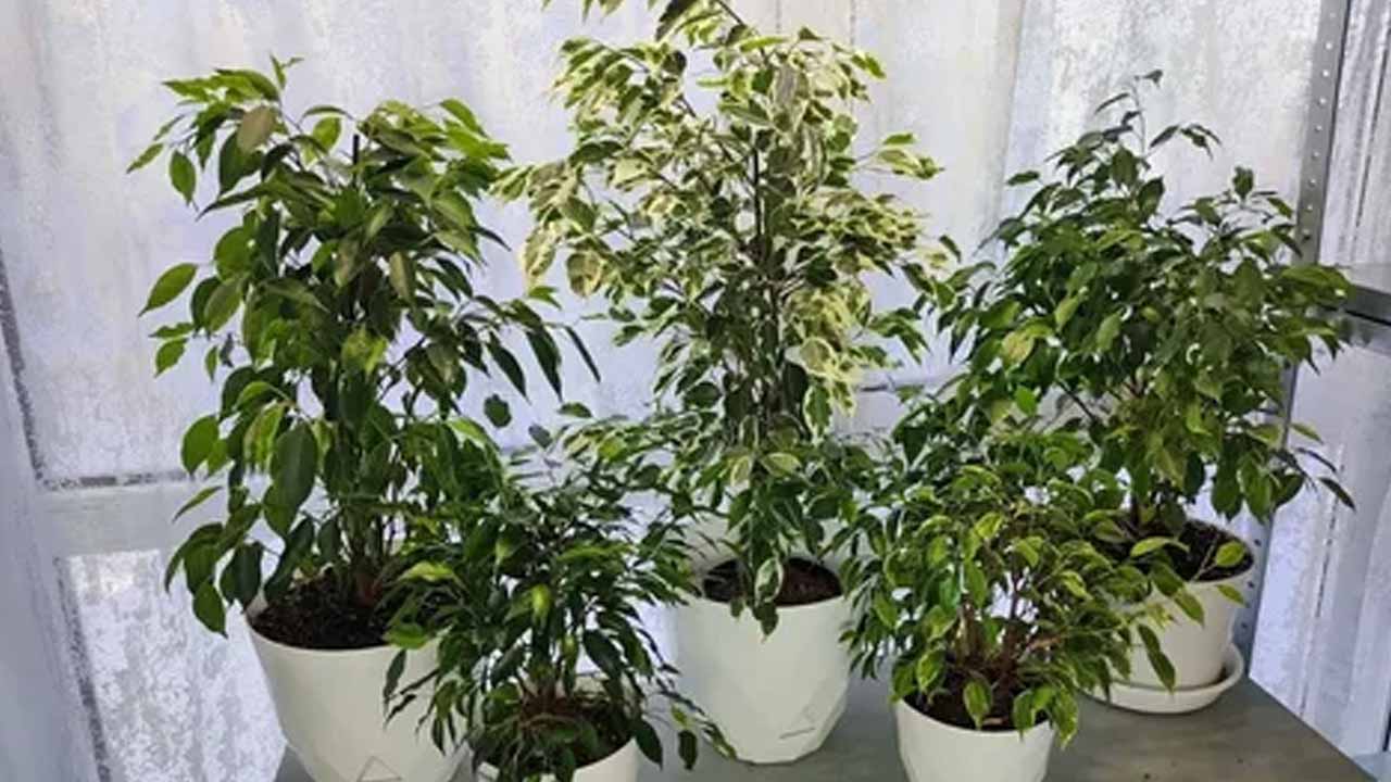 Февраль — время садовода: как спасти комнатные цветы, спланировать рассаду и не пропустить весну