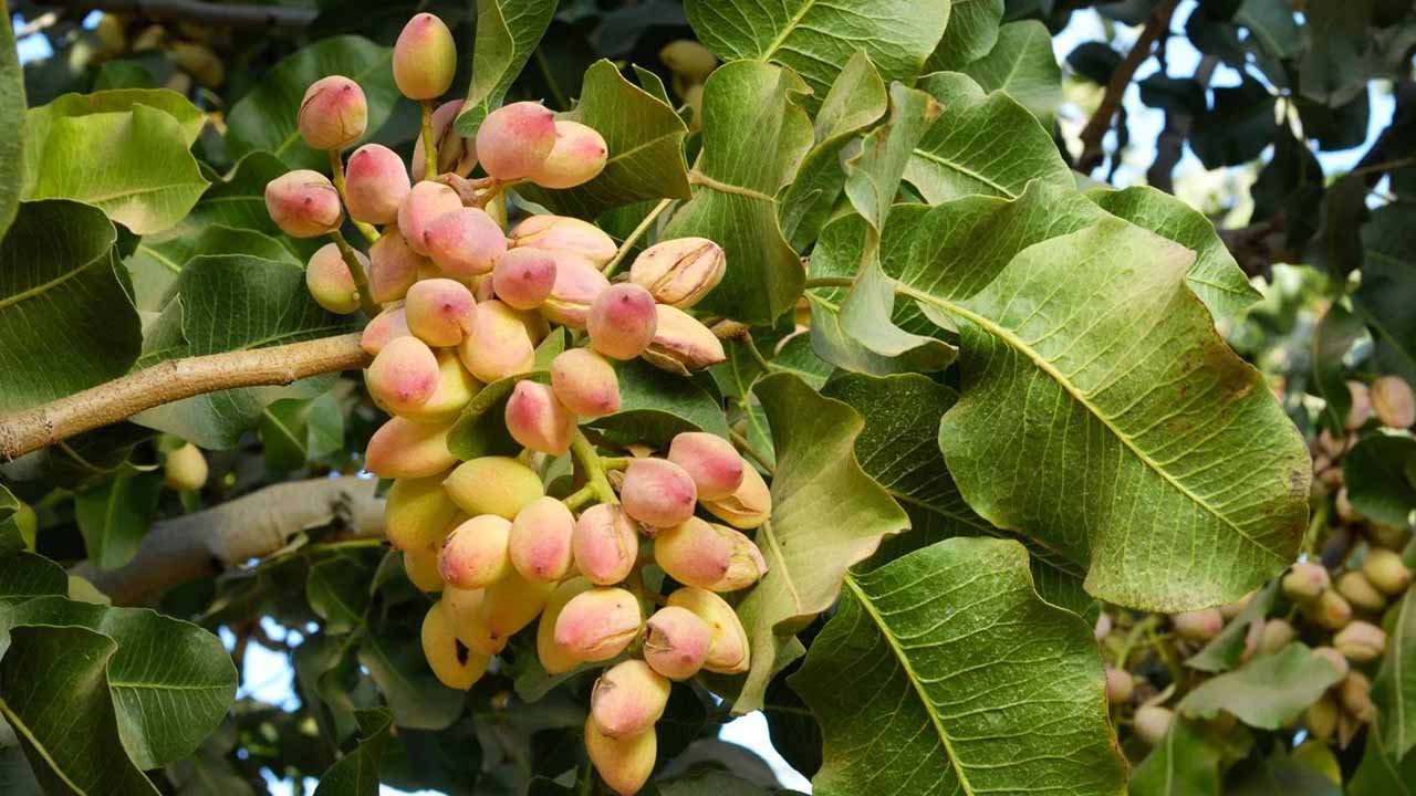 Сад со вкусом дубайского шоколада: как вырастить трендовые ингредиенты для десерта своими руками