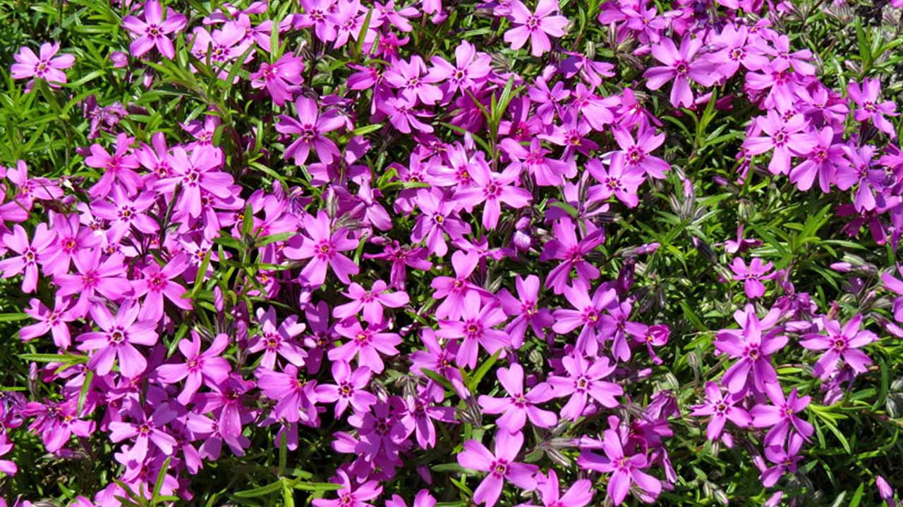 Май в саду: выбираем растения для тени и солнца