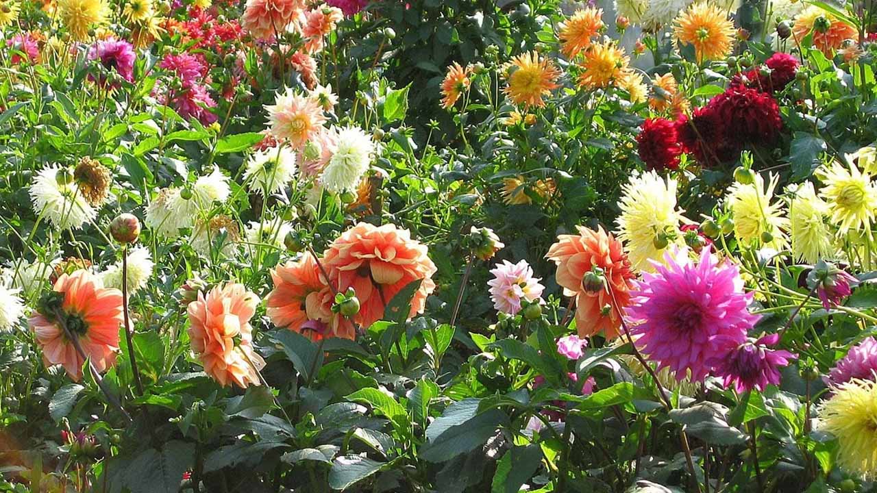 Георгины и бегонии: правила ухода для пышного цветения до глубокой осени