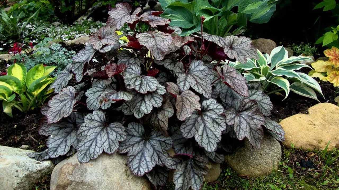 Не просто тень: 10 растений, которые превратят скучный уголок сада в предмет гордости