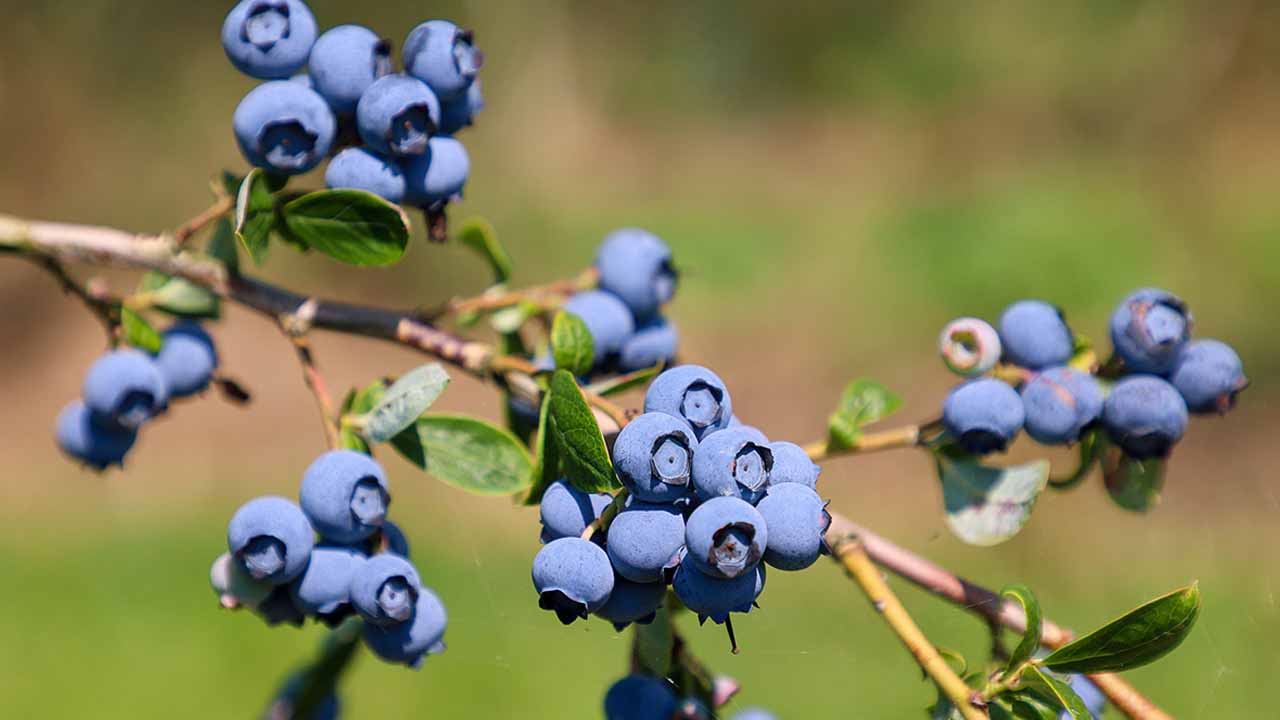 Зимняя обрезка голубики: затишье перед 