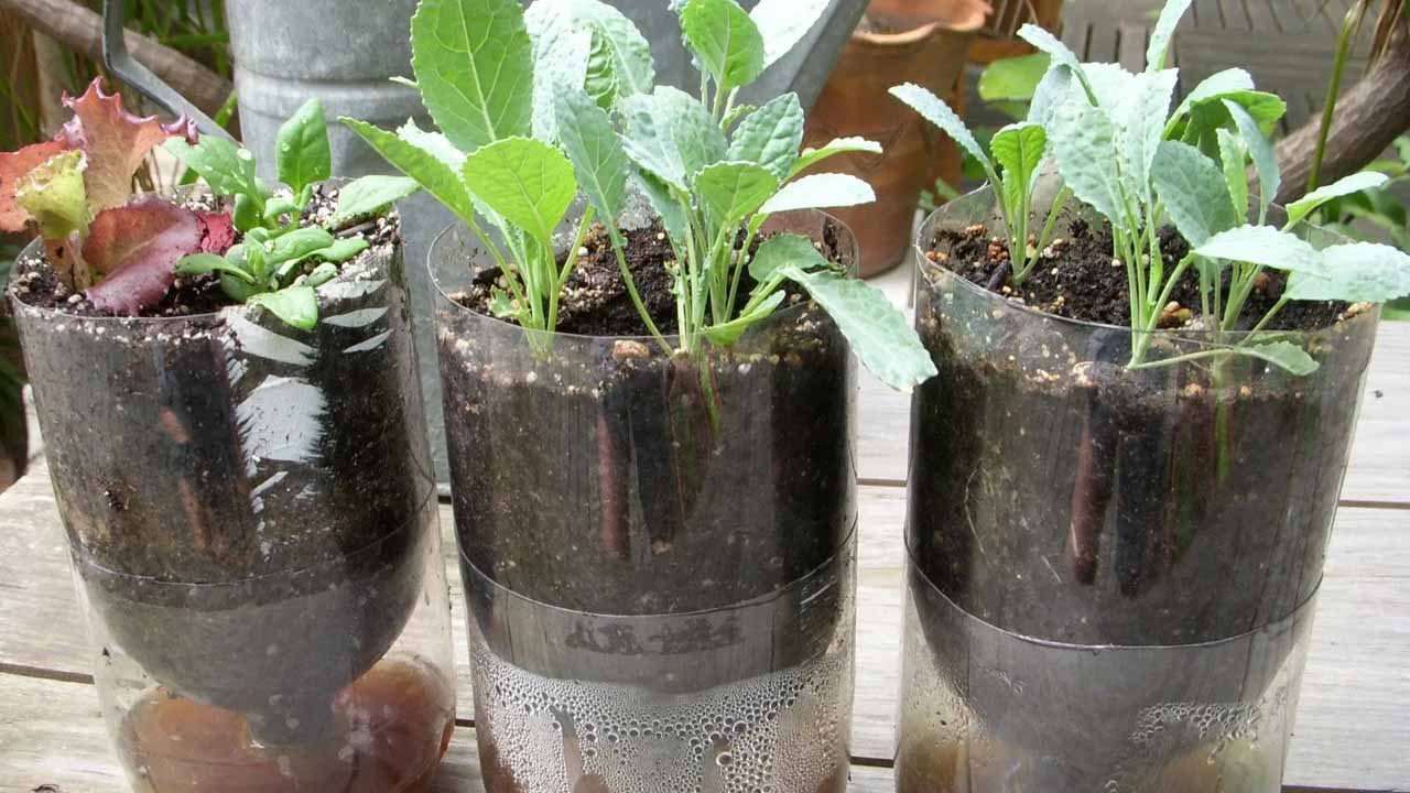 Дача без лишних трат: делаем горшки для рассады из того, что есть под рукой