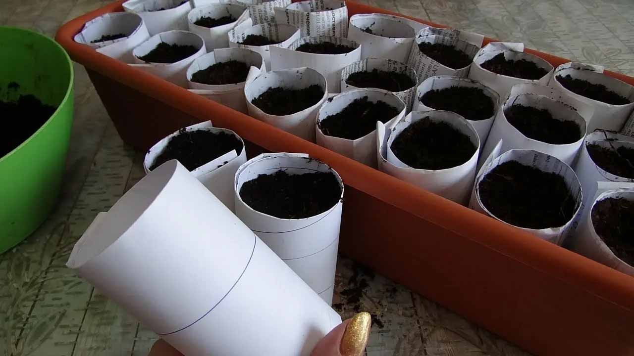 Как обеззаразить грунт для рассады и не навредить растениям