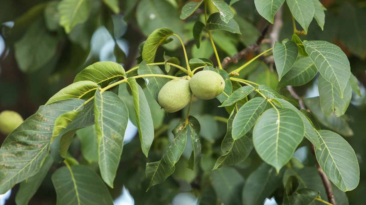Земля под грецким орехом пустует? Сажайте эти растения — и сад зазеленеет