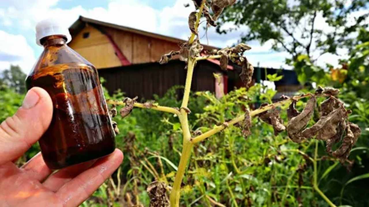 Главный гид по садовой «химии»: пестициды, удобрения и регуляторы роста