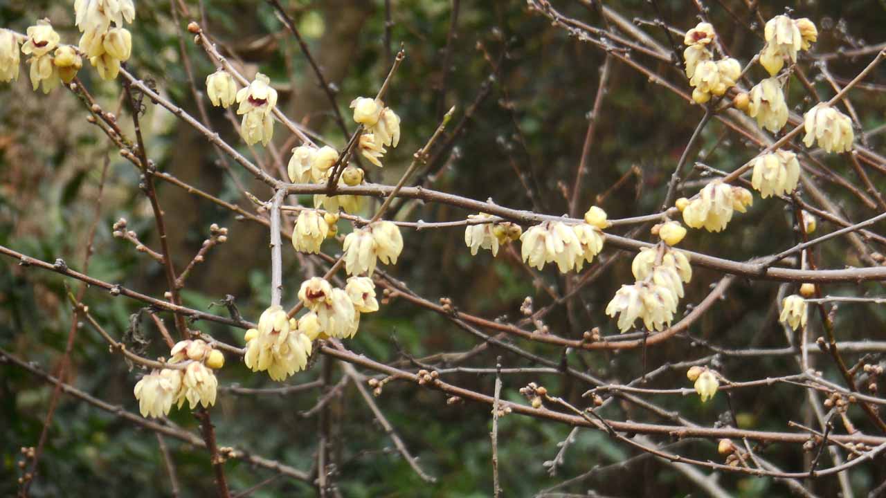 Химонантус, или зимоцвет: как вырастить южное чудо в средней полосе
