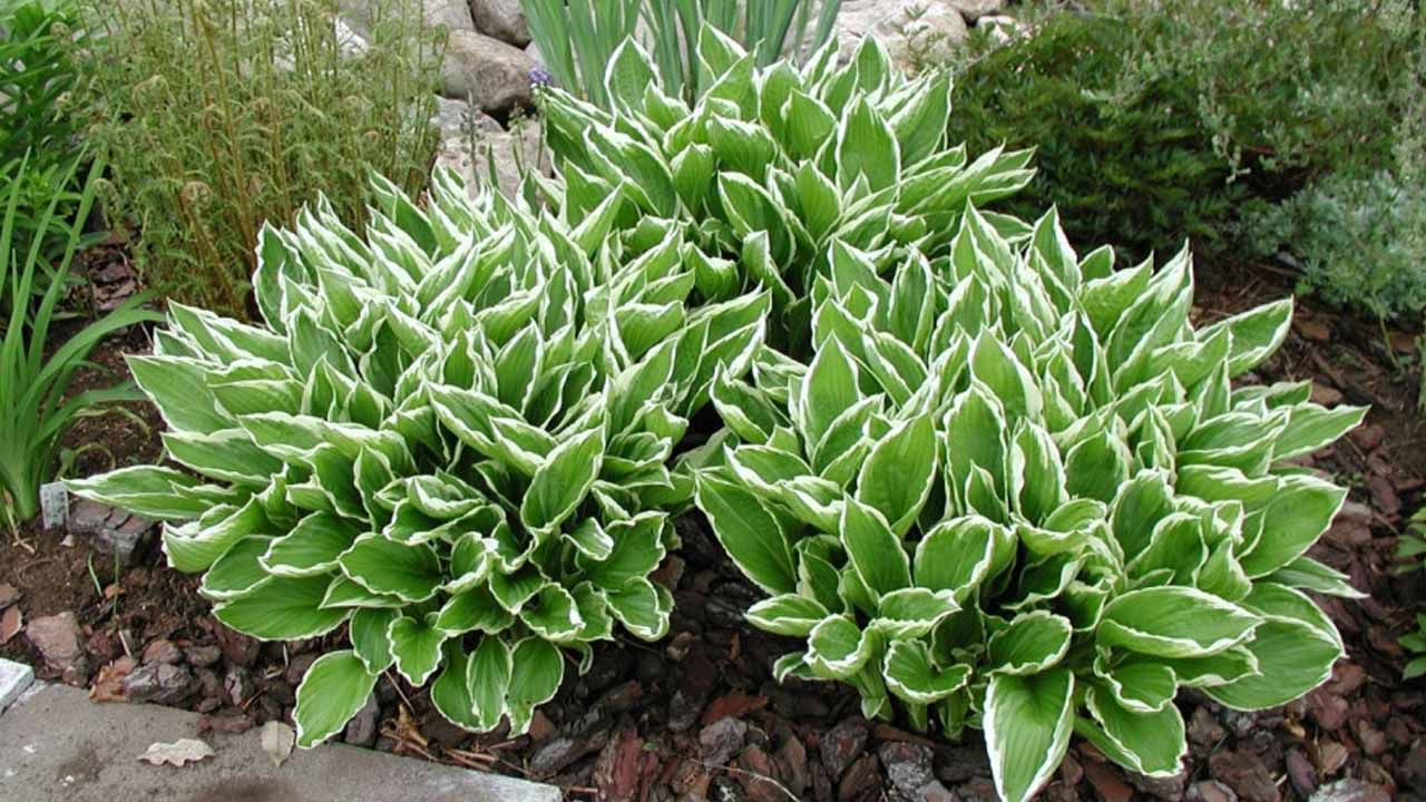 Хоста и гейхера — растения для ленивых: секреты ухода и советы как выбрать подходящий сорт