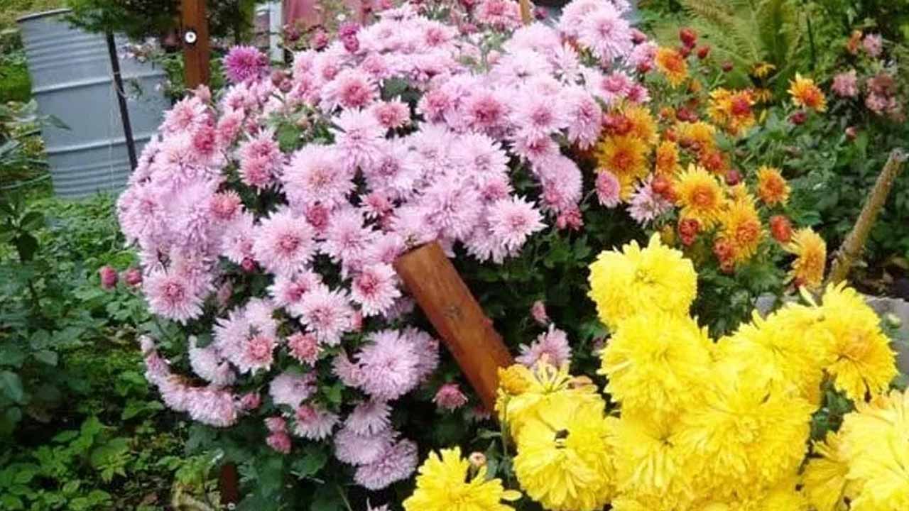 Как продлить цветение астр и хризантем до самых морозов?