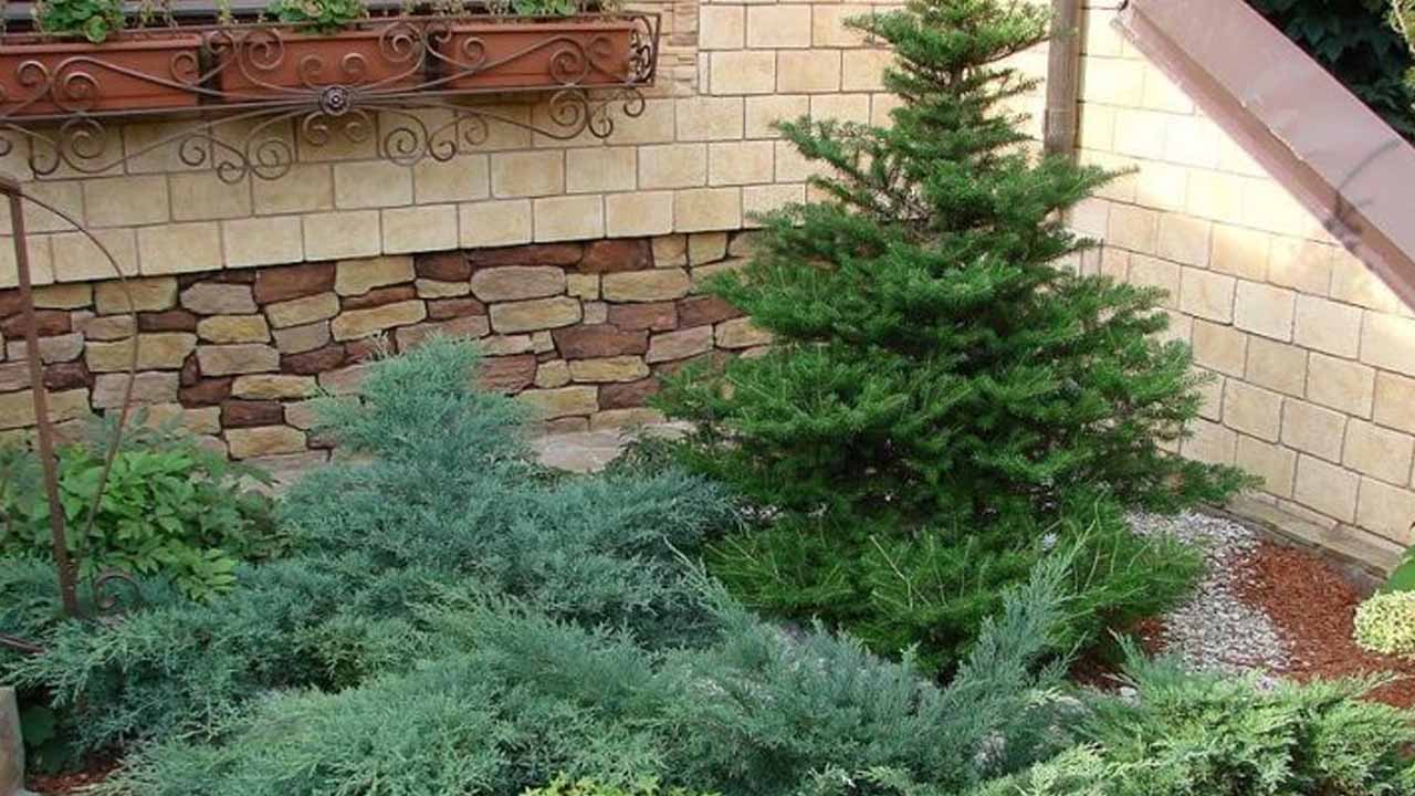 Весна без потерь: как спасти хвойные после зимы и избежать ожогов