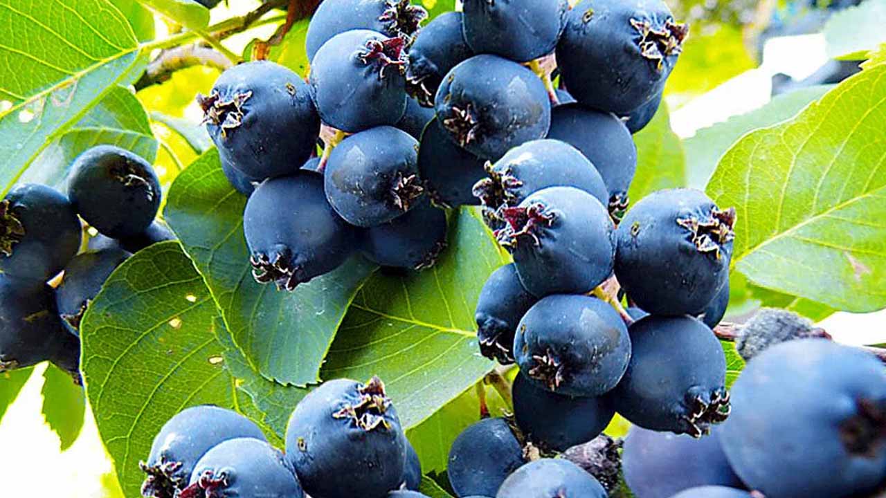 Ирга канадская: забытый шедевр для вашего сада — и кормит, и украшает