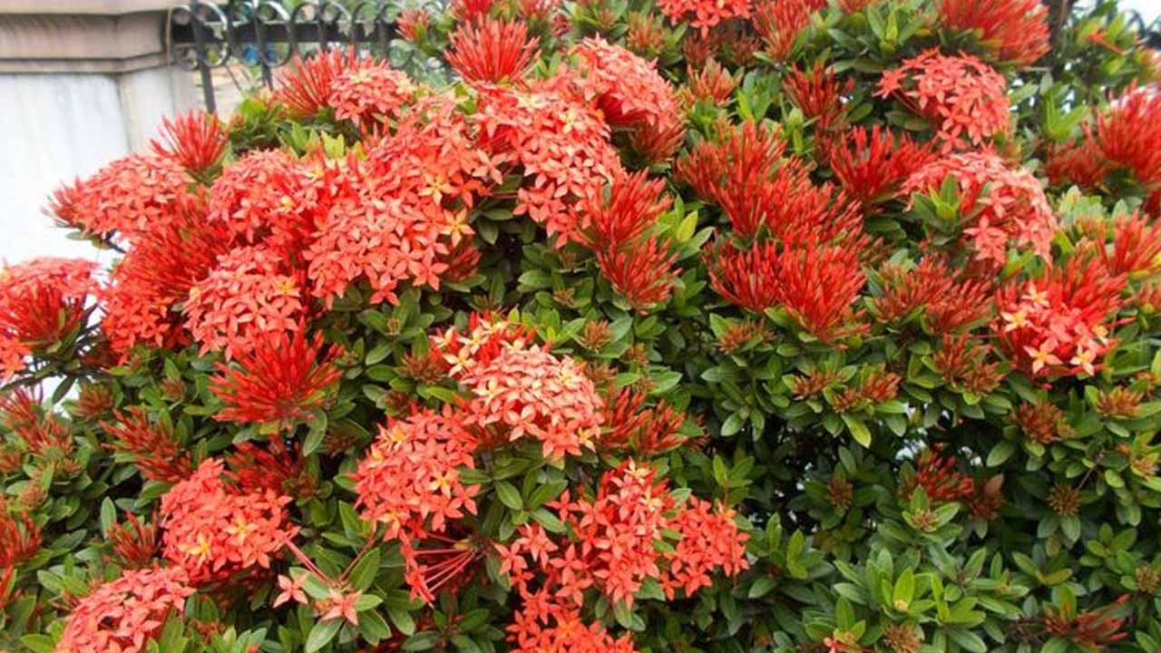 Иксора: как зажечь «пламя джунглей» в городской квартире