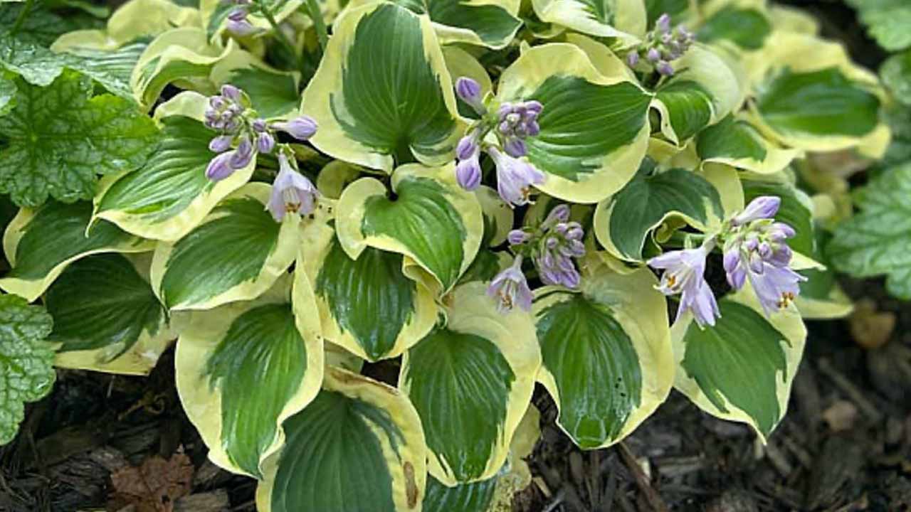 Мал да удал: обзор самых интересных миниатюрных и карликовых хост для сада