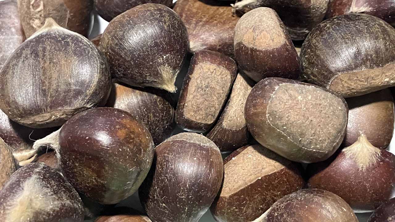 Конский и съедобный: как отличить ядовитые плоды с городской аллеи от настоящих каштанов