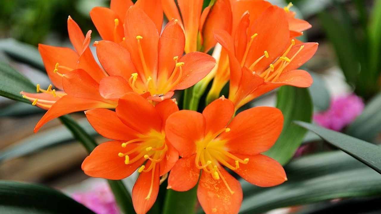 Комнатное растение кливия: полное руководство по уходу, посадке и размножению