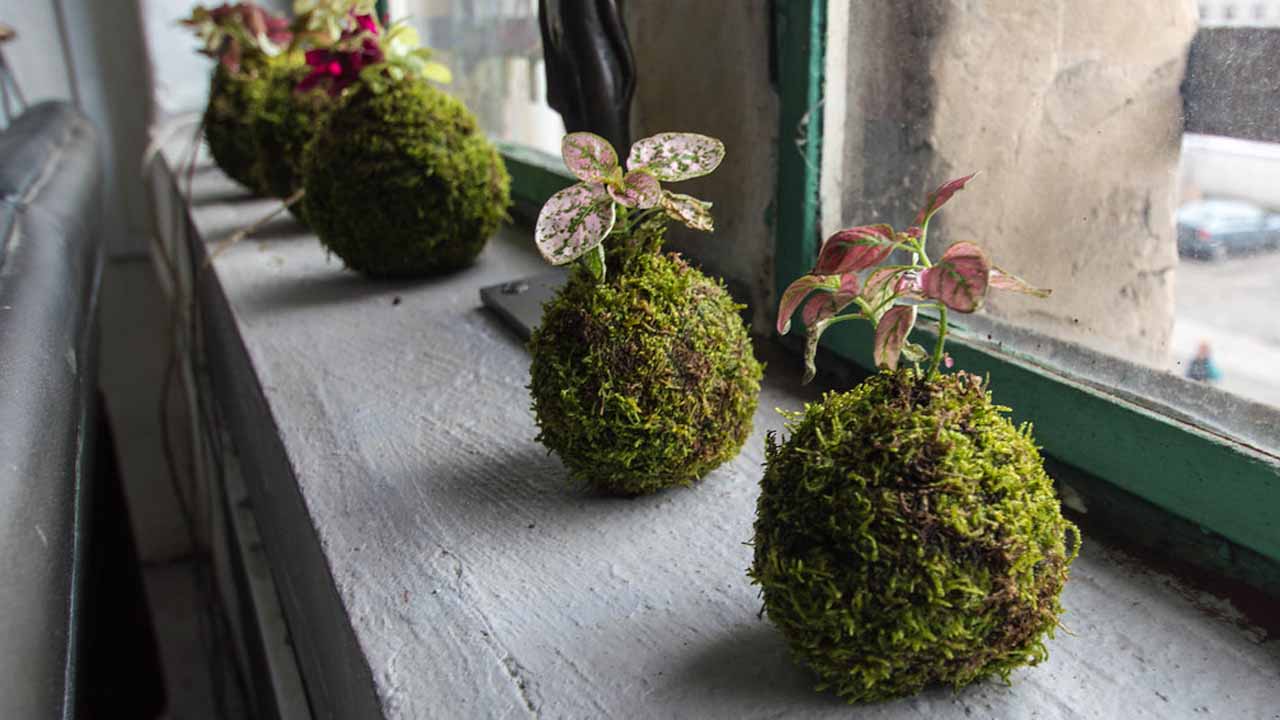 Кокэдама своими руками: как создать сад, парящий в воздухе, без горшка и сложного ухода