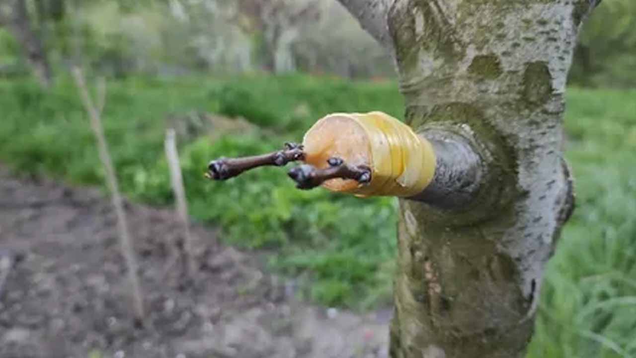 Копулировка для начинающих: пошаговое руководство по весенней прививке деревьев