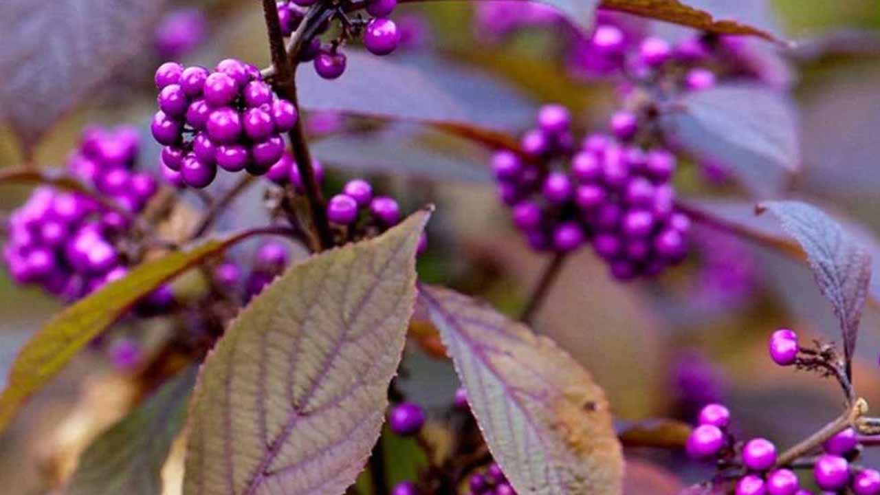 Красивоплодник, или «конфетное дерево»: развенчиваем мифы и делаем правильный выбор для сада или кадки