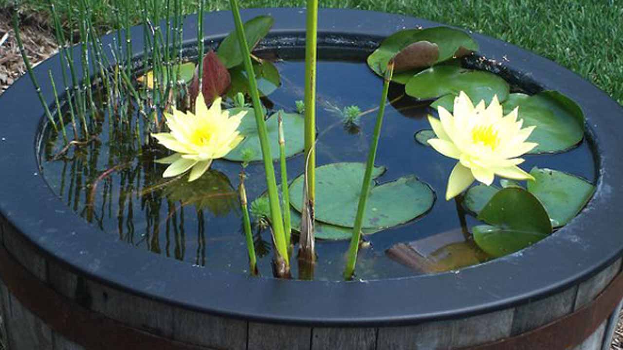 Водные растения для пруда: советы эксперта по выбору, посадке и уходу за кувшинками