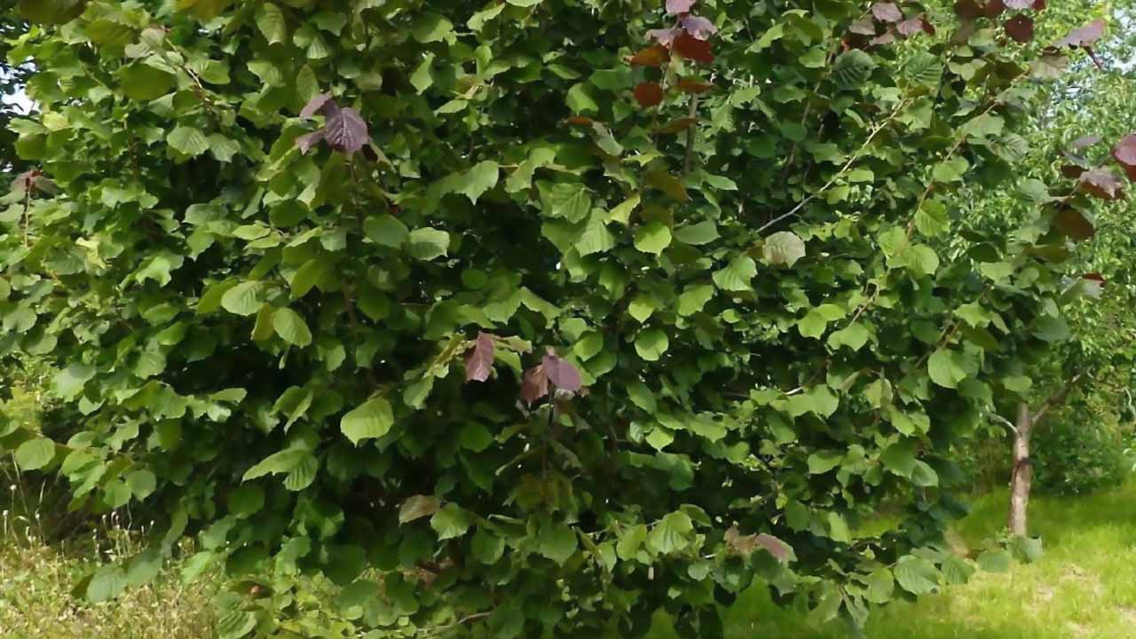 Лещина на участке: сажаем на урожай и для красоты