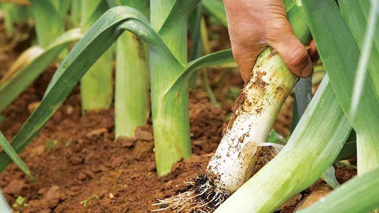 Лук-порей от А до Я: как вырастить крепкую рассаду и собрать отличный урожай