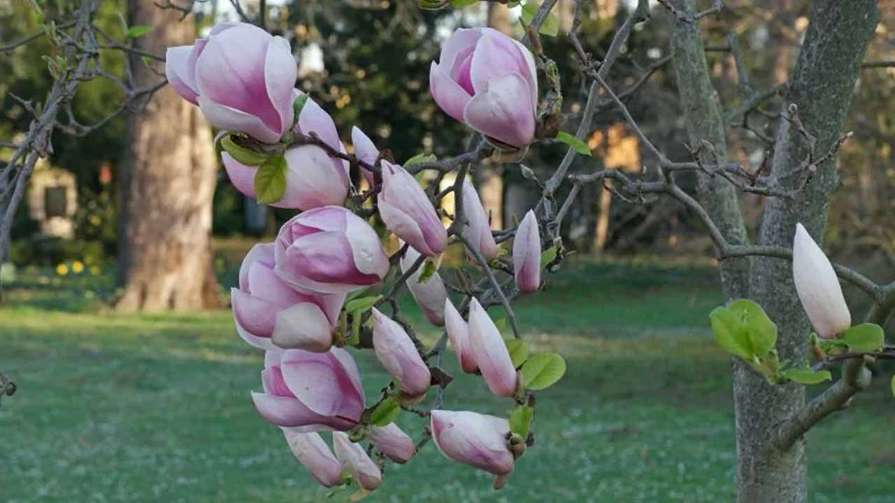 Магнолия в средней полосе: от выбора сорта до защиты от вредителей