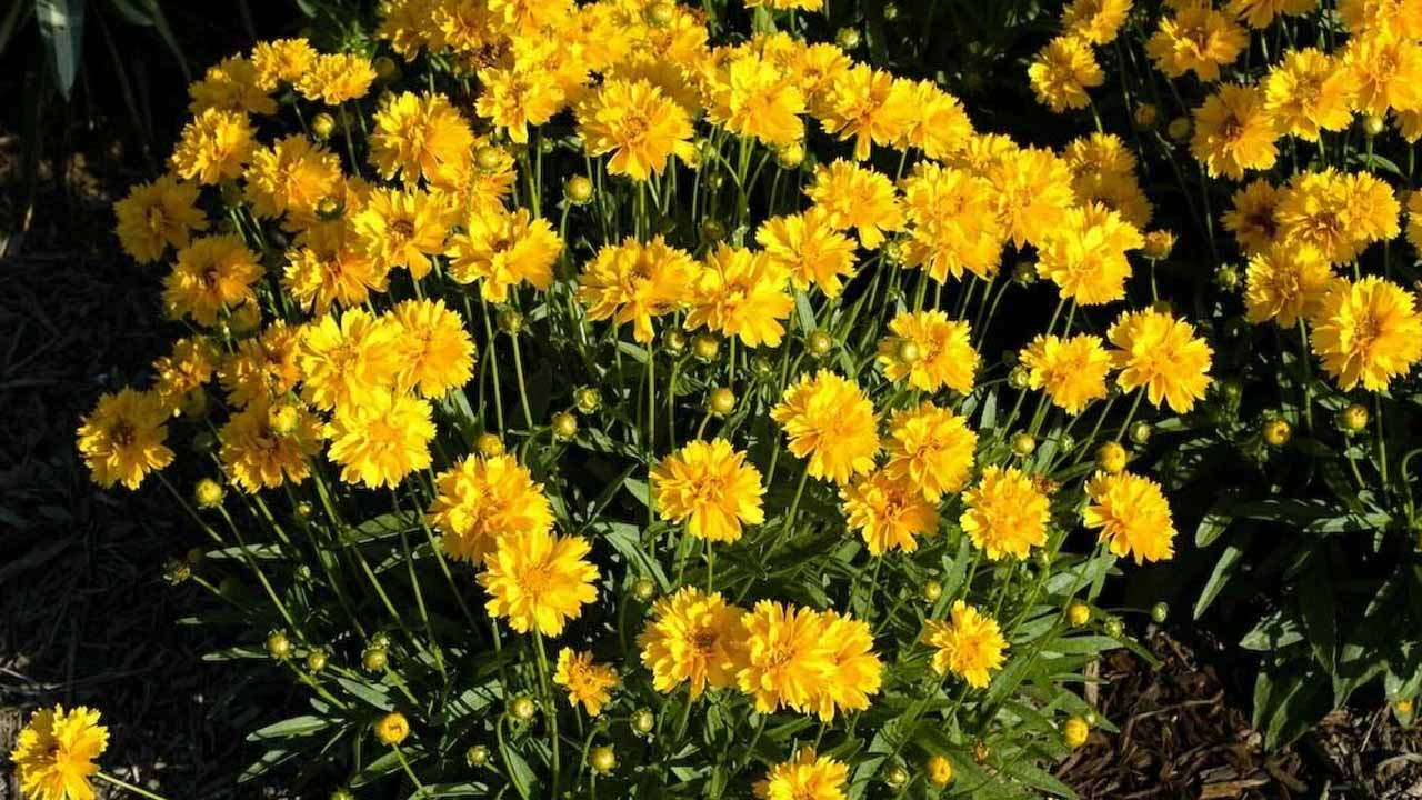 10 многолетников, которые зацветут в первый же год: что посадить весной, чтобы не ждать