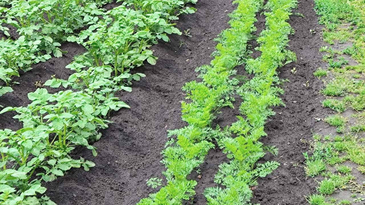 Лук и морковь без червоточин: пошаговый план защиты от луковой и морковной мух