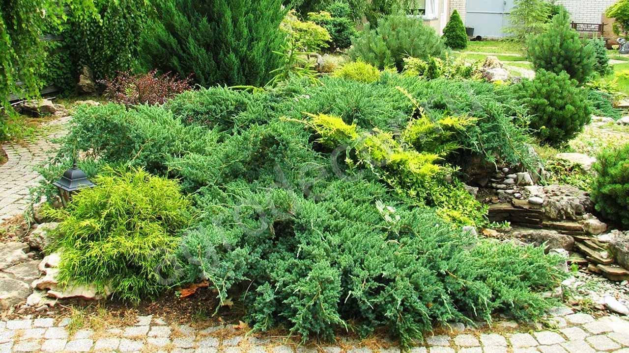 Можжевельник в саду: 9 идей, которые действительно работают
