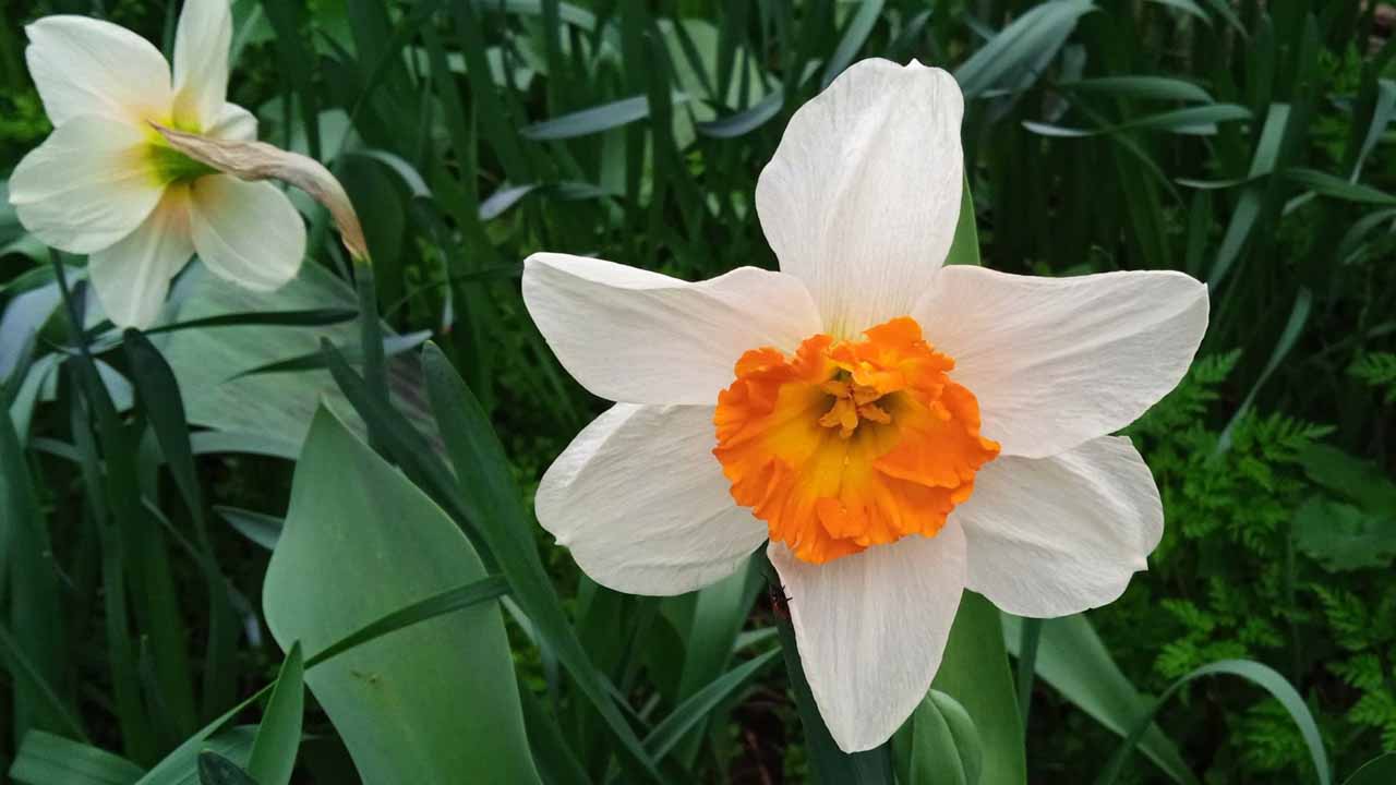 Тюльпаны и нарциссы: как ухаживать, чтобы цвели каждый год