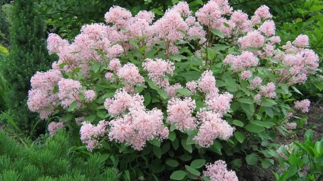 10 необычных кустарников, которые преобразят ваш сад этой весной