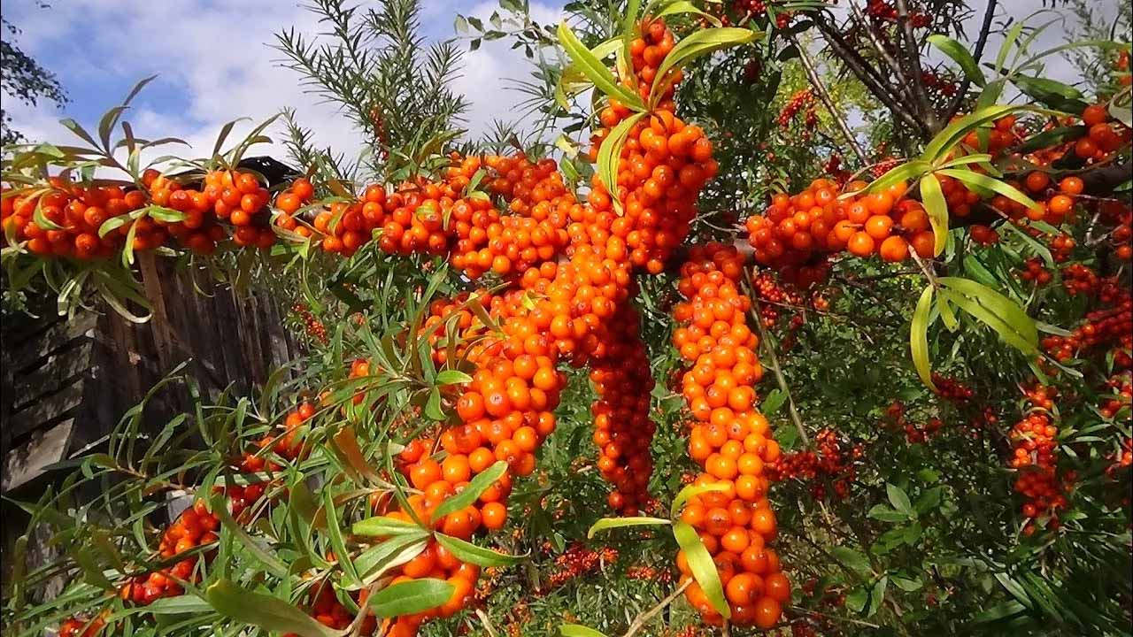 Не только яблони: гид по необычным, полезным и экзотическим культурам для вашего сада
