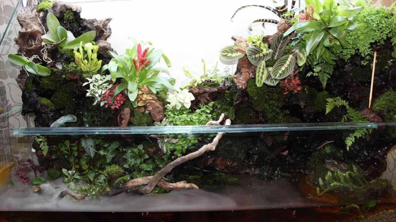 Палюдариум своими руками: создайте живой кусочек тропиков у себя дома