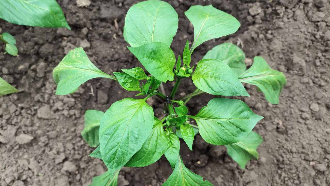 Болгарский перец от семян до урожая: секреты полной защиты