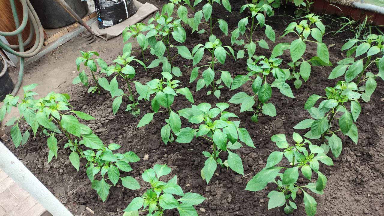 Огород без рассады на подоконниках: как вырастить богатый урожай без лишних хлопот