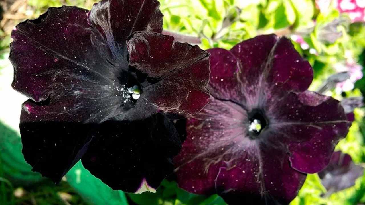 Растения с черными цветками: гид по самым необычным сортам для сада и дома