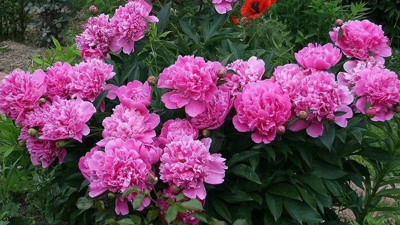 Сад без хлопот: ваш полный гид по цветам от снега до снега