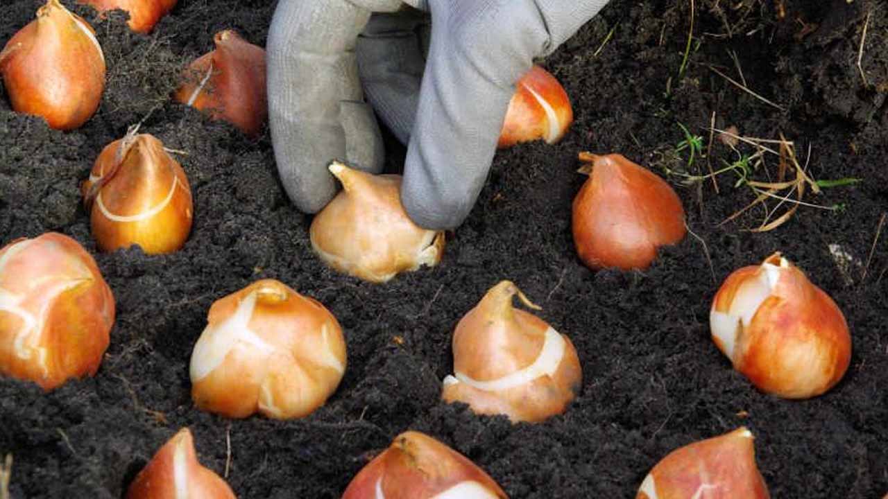 Осенью сажаем луковичные: тюльпаны и нарциссы — чтобы цвели весной