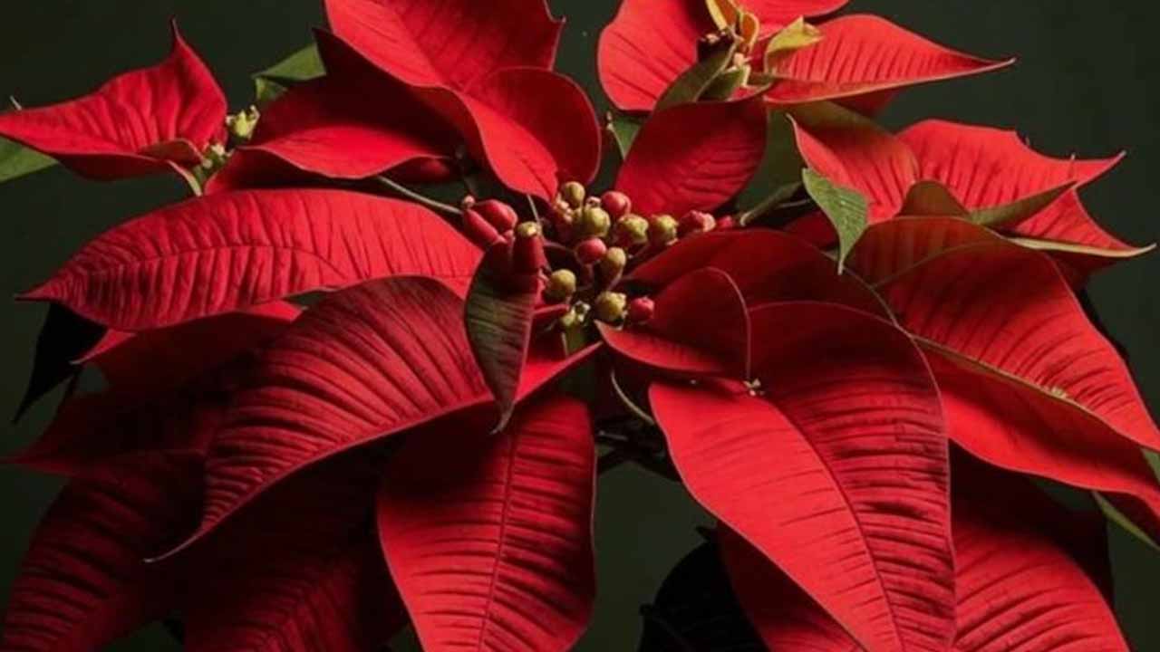 Пуансеттия: секреты ухода, которые превратят «рождественскую звезду» в многолетний цветок