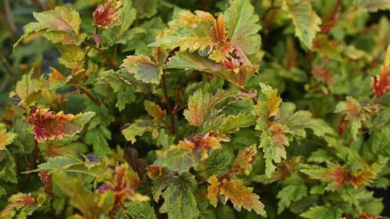 Пузыреплодник желтеет и сохнет: ищем причины и возвращаем растению здоровье